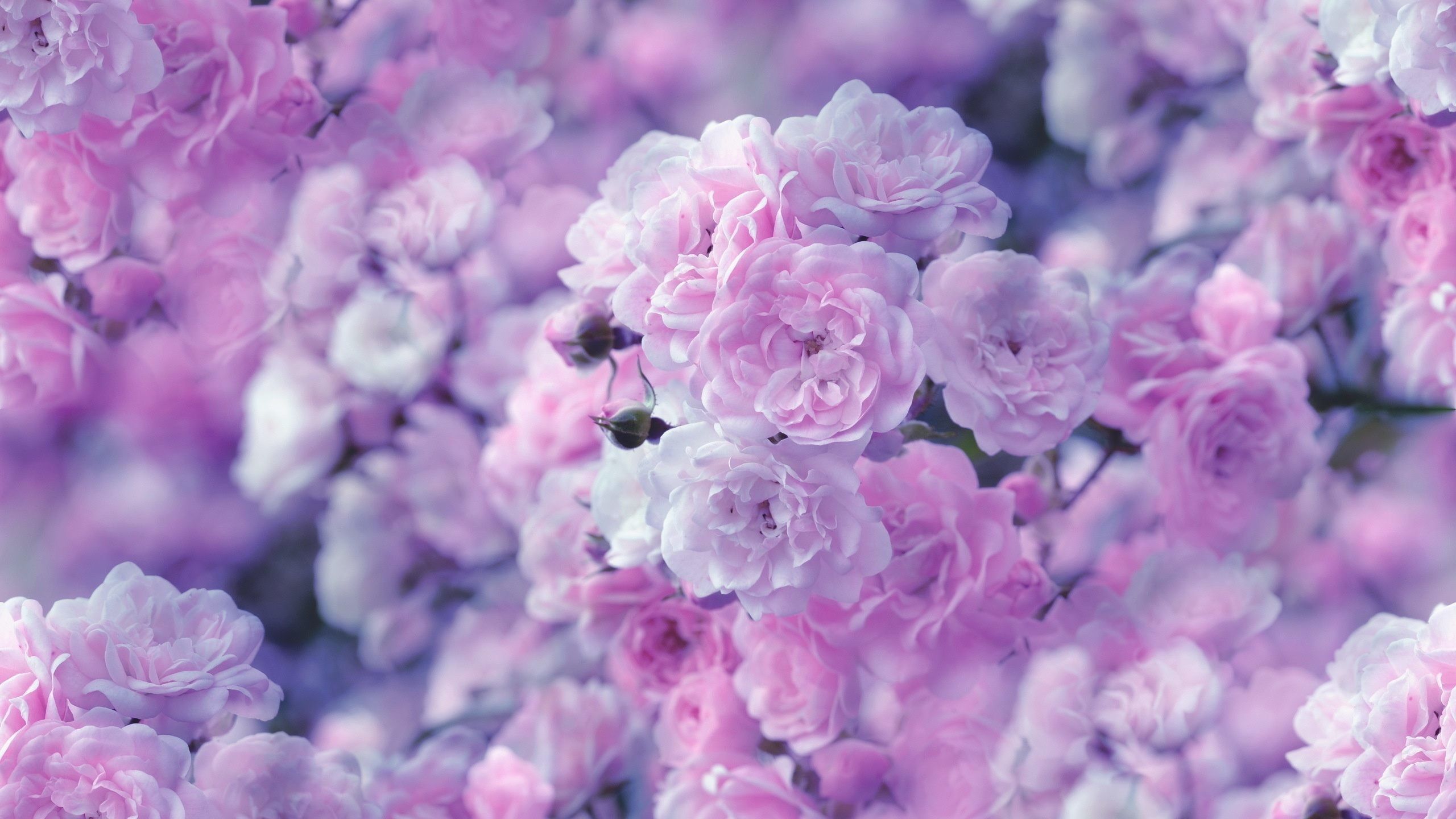 Pink And Purple Flower Wallpapers