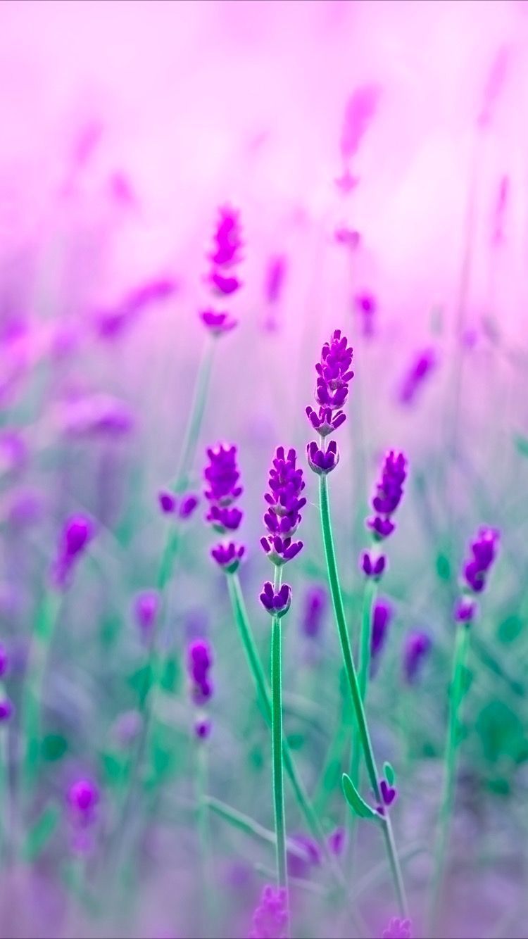 Pink And Purple Flower Wallpapers