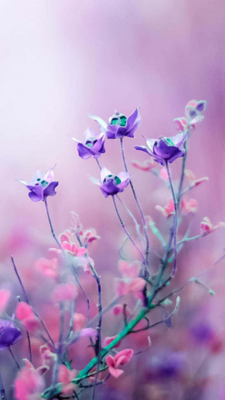 Pink And Purple Flower Wallpapers