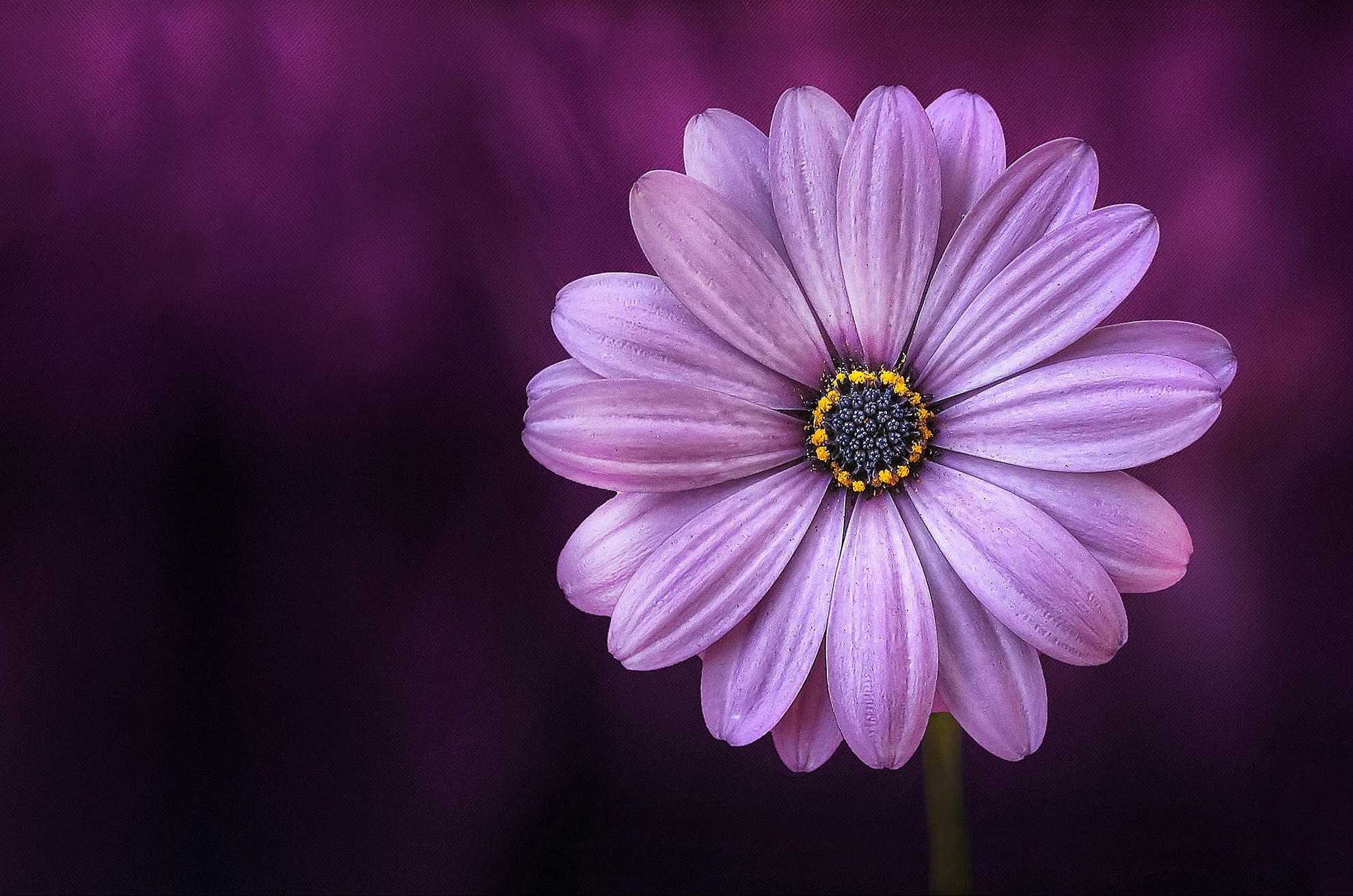 Pink And Purple Flower Wallpapers