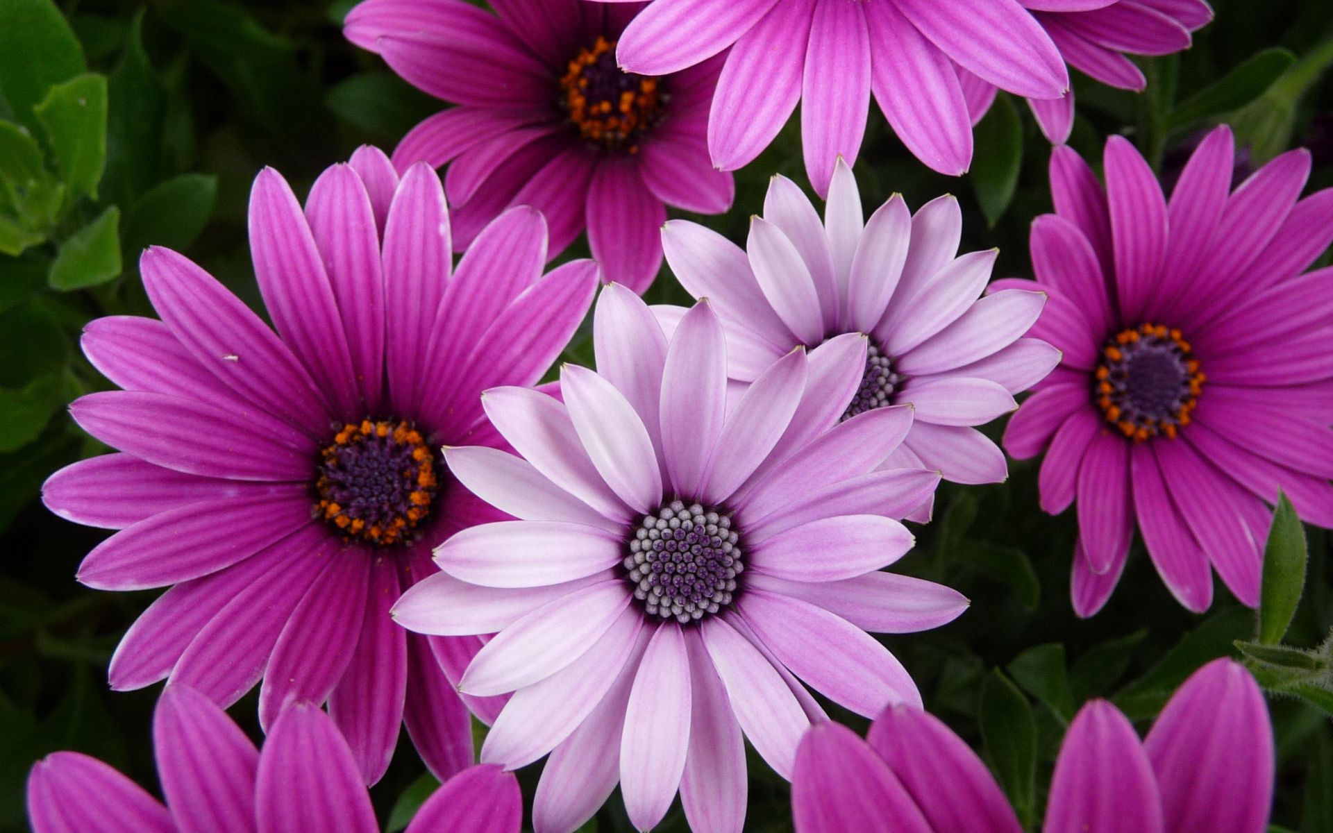 Pink And Purple Flower Wallpapers