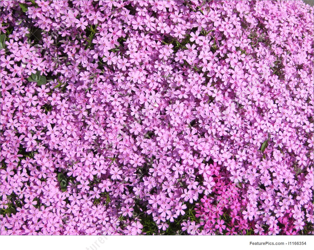 Pink And Purple Flower Wallpapers