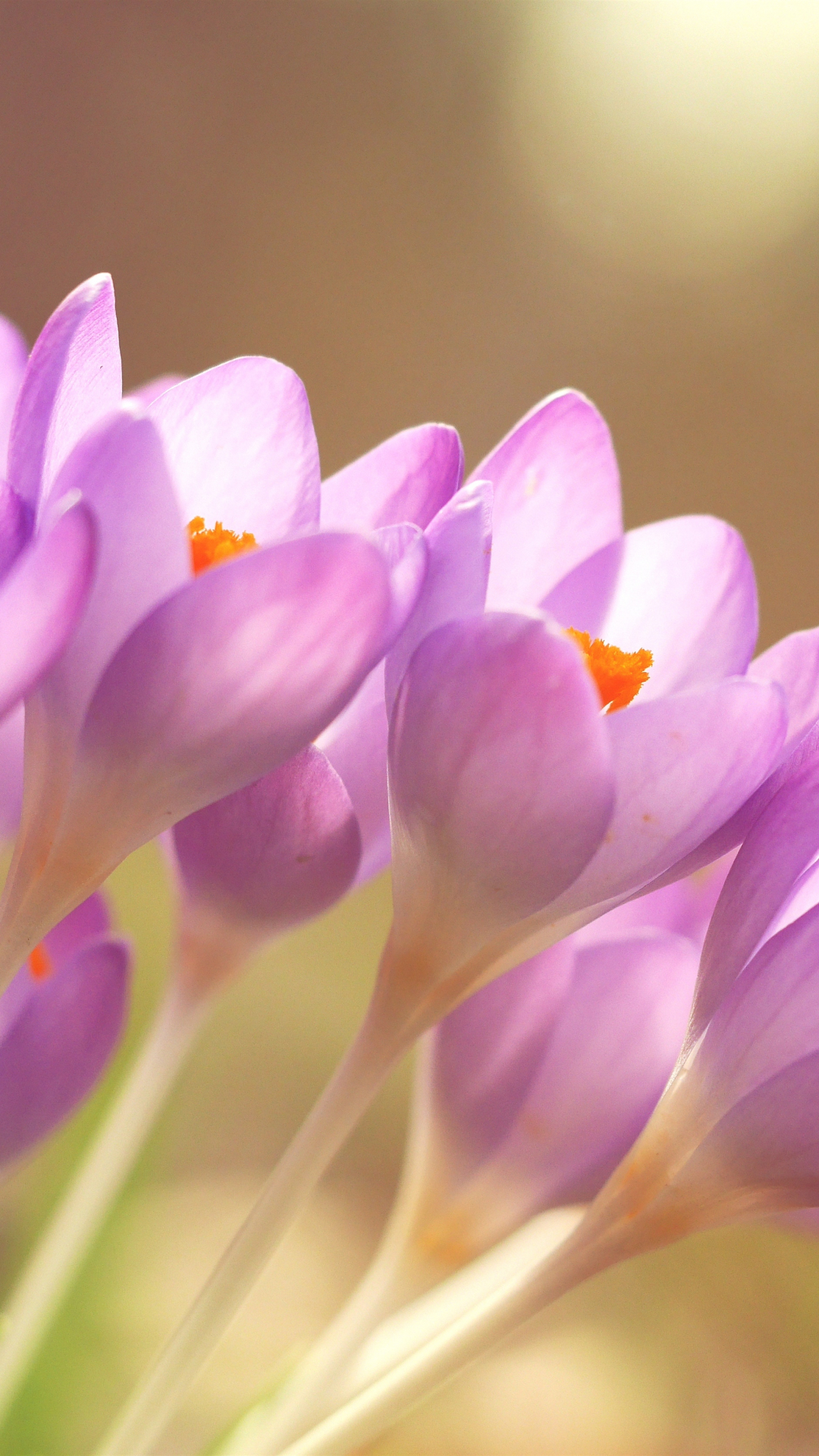 Pink And Purple Flower Wallpapers