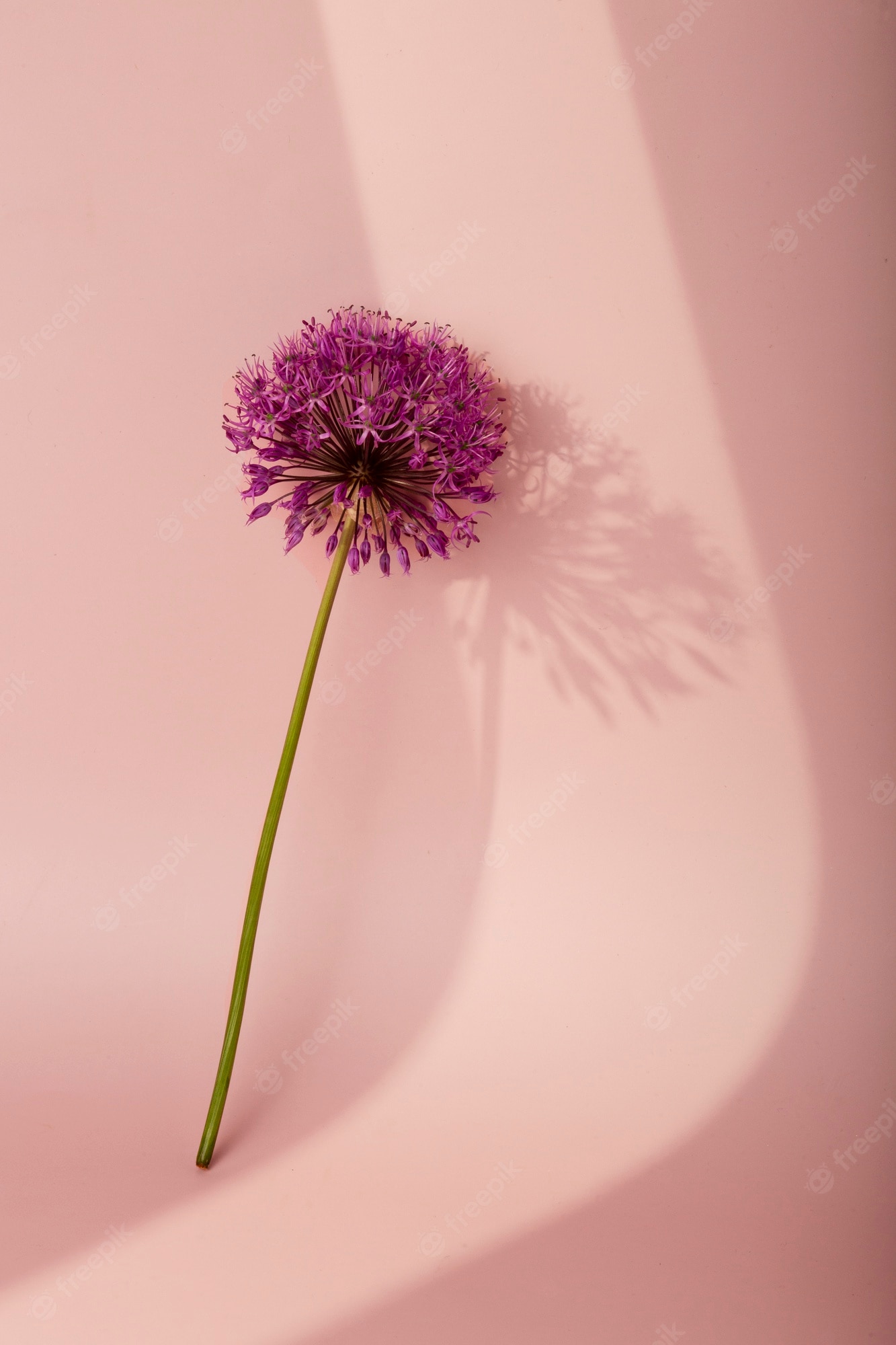 Pink And Purple Flower Wallpapers