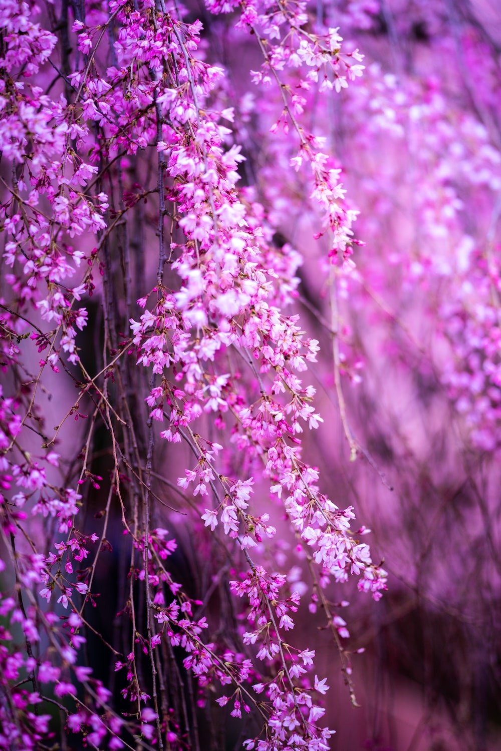 Pink And Purple Flower Wallpapers