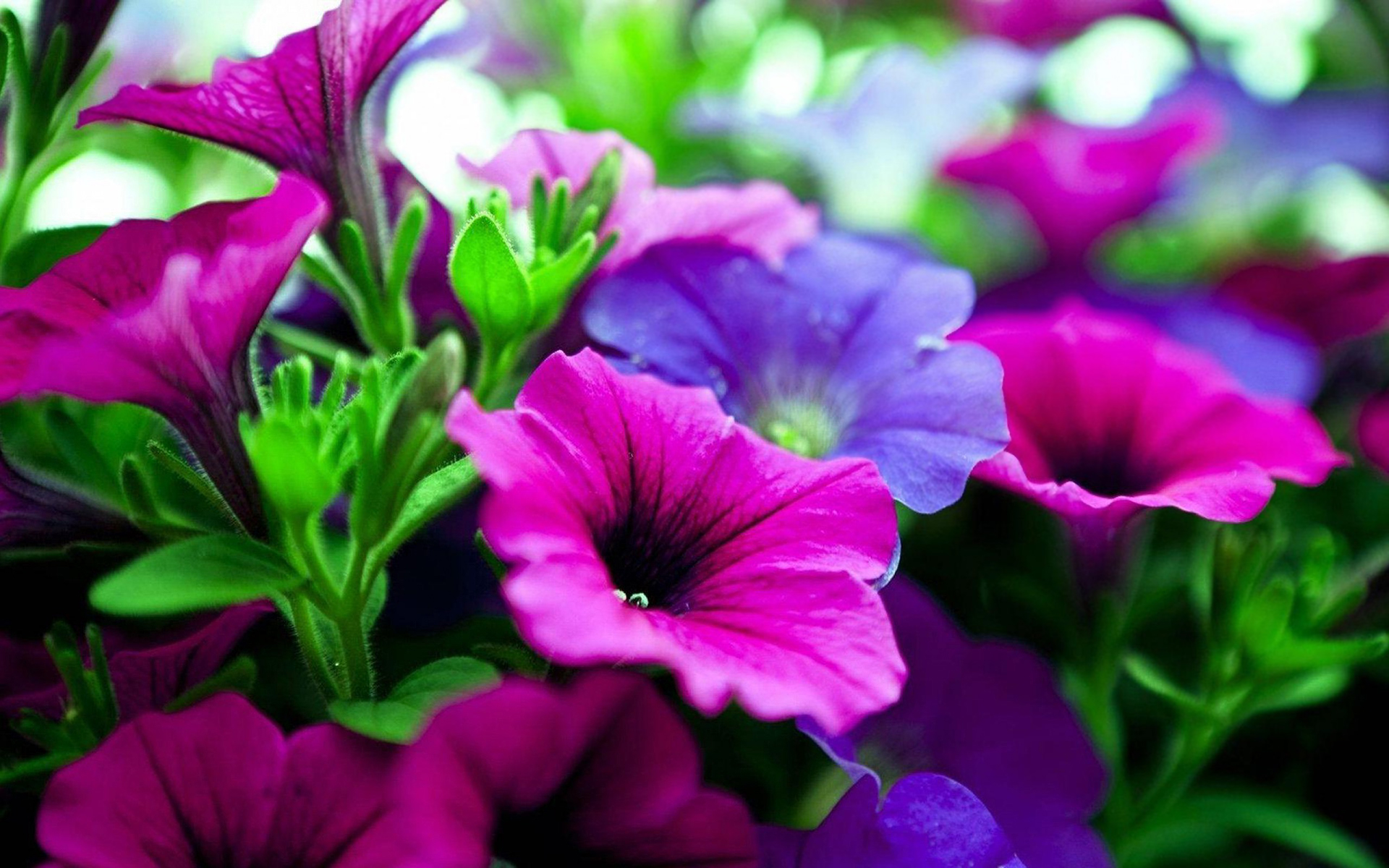 Pink And Purple Flower Wallpapers