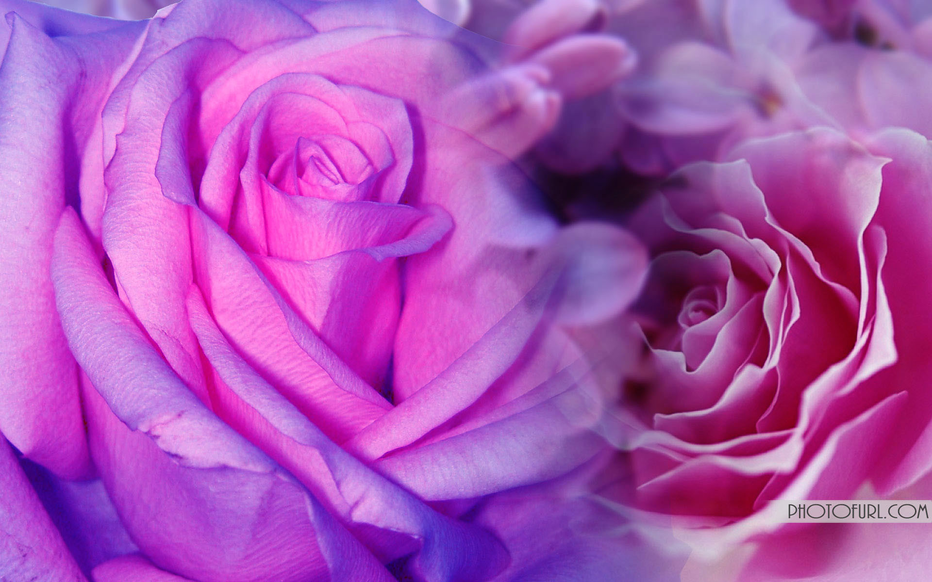 Pink And Purple Flower Wallpapers