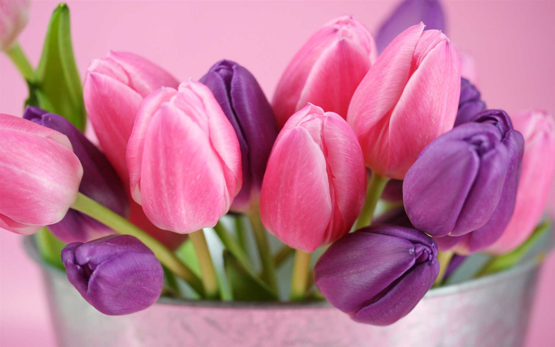 Pink And Purple Flower Wallpapers