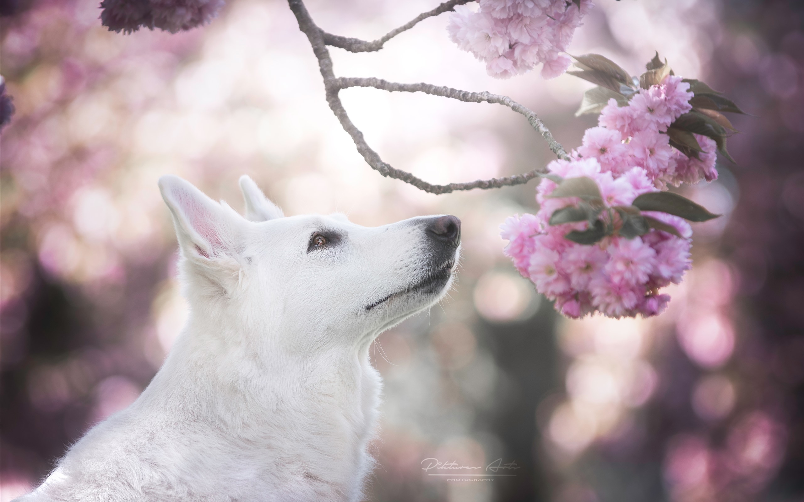 Pink And White Dogs Wallpapers