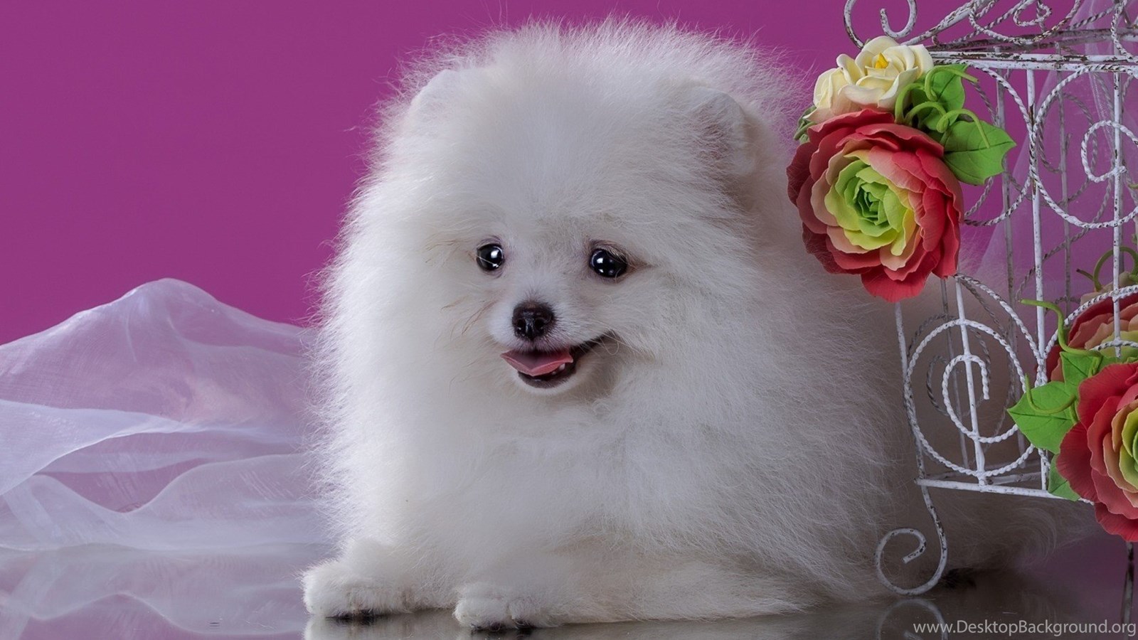 Pink And White Dogs Wallpapers