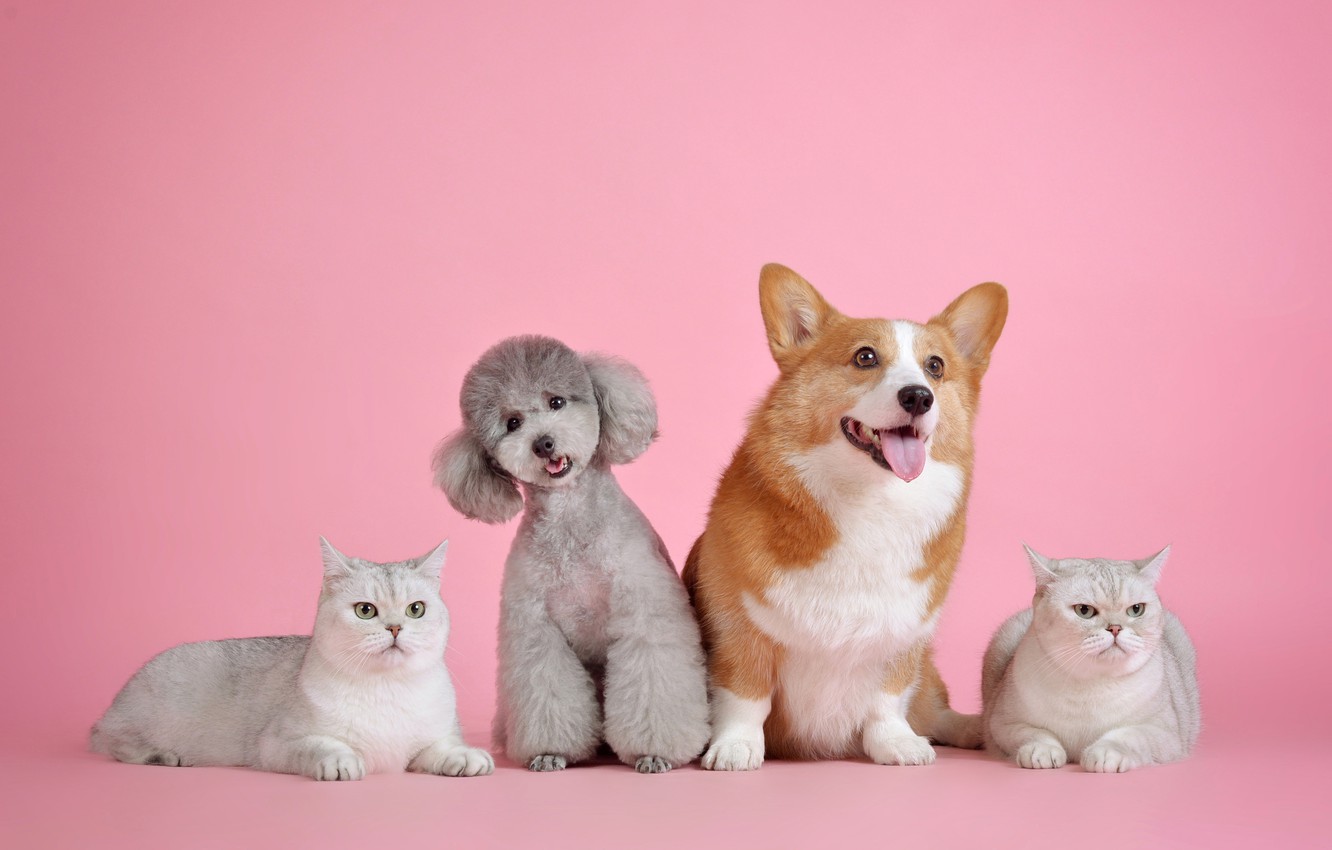 Pink And White Dogs Wallpapers