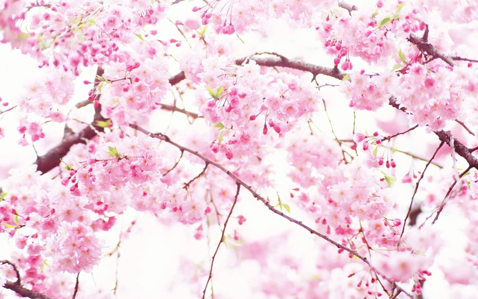 Pink And White Flower Wallpapers