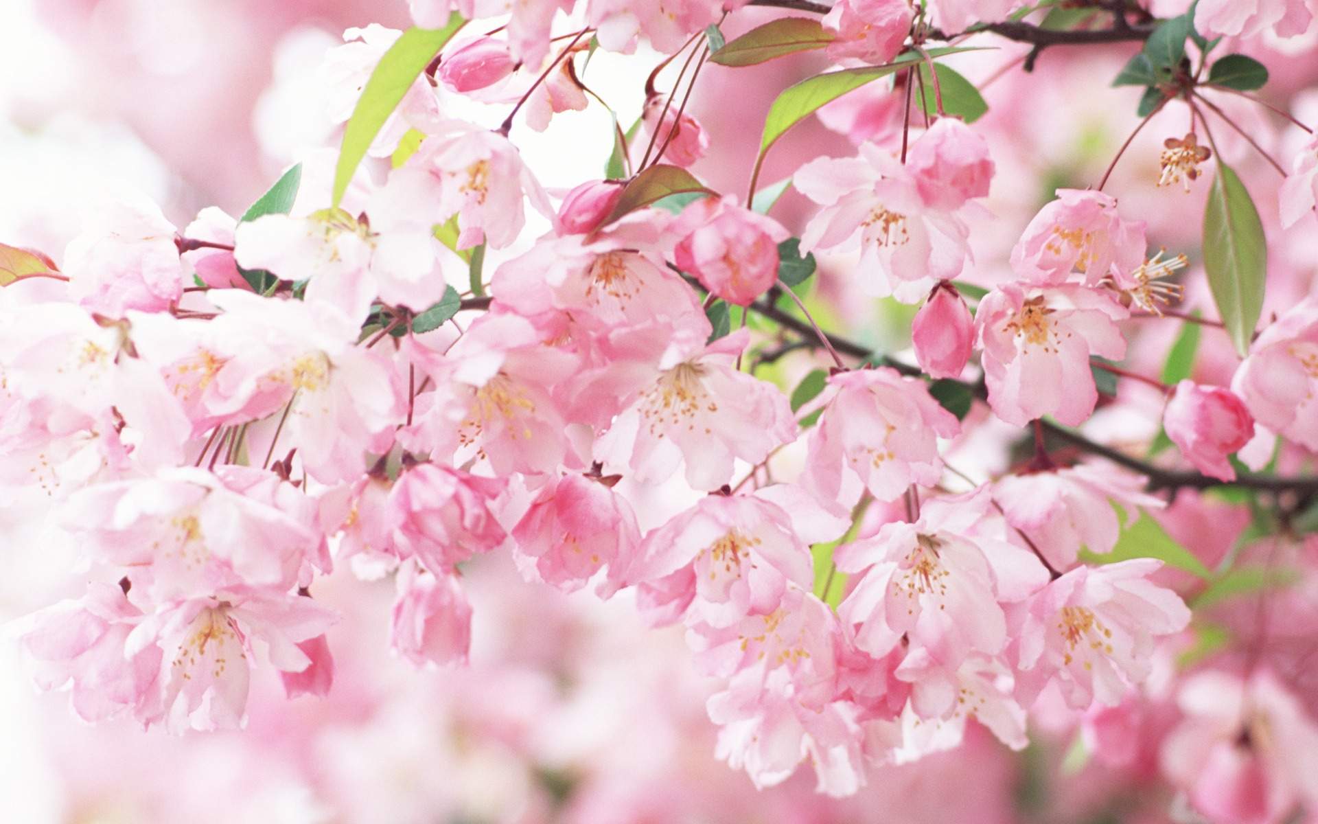 Pink And White Flower Wallpapers