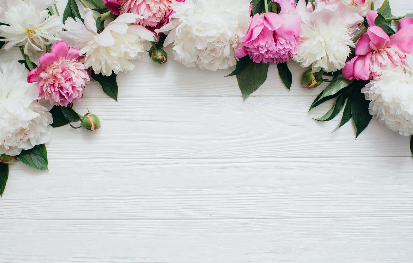 Pink And White Flower Wallpapers