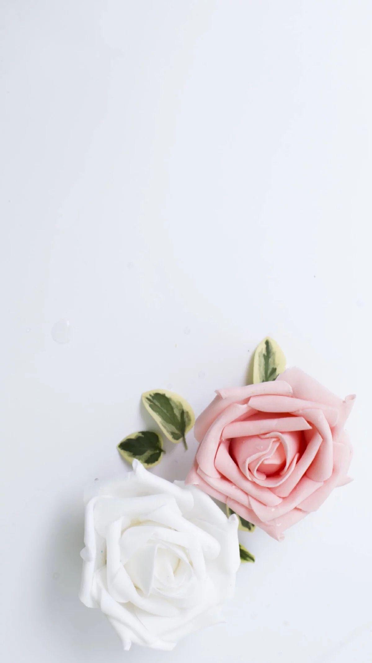 Pink And White Flower Wallpapers
