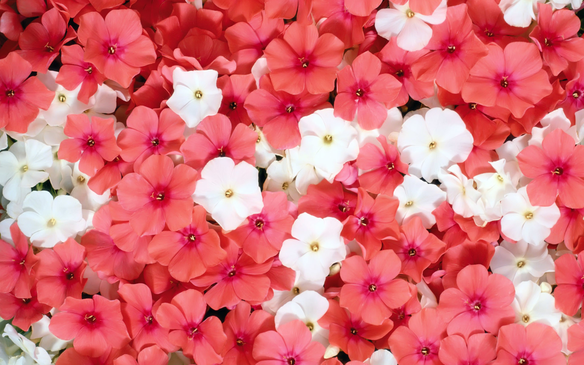 Pink And White Flower Wallpapers