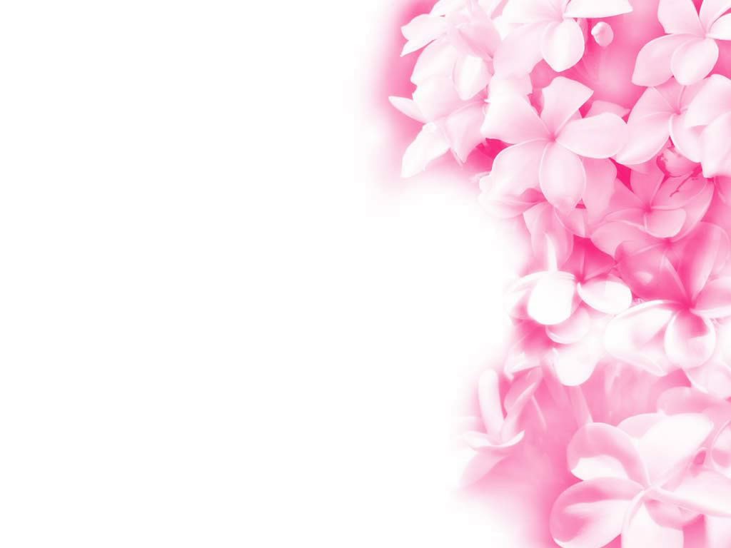 Pink And White Flower Wallpapers