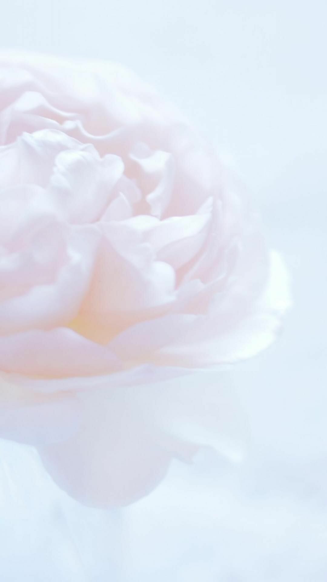 Pink And White Flower Wallpapers