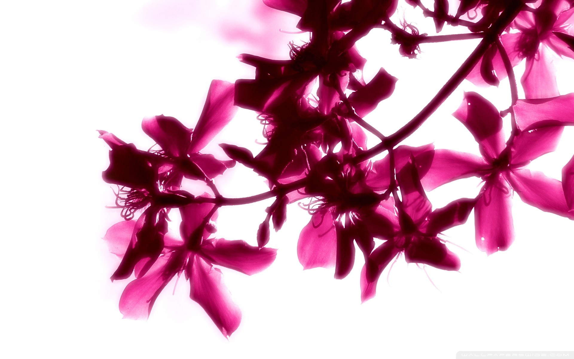 Pink And White Flower Wallpapers