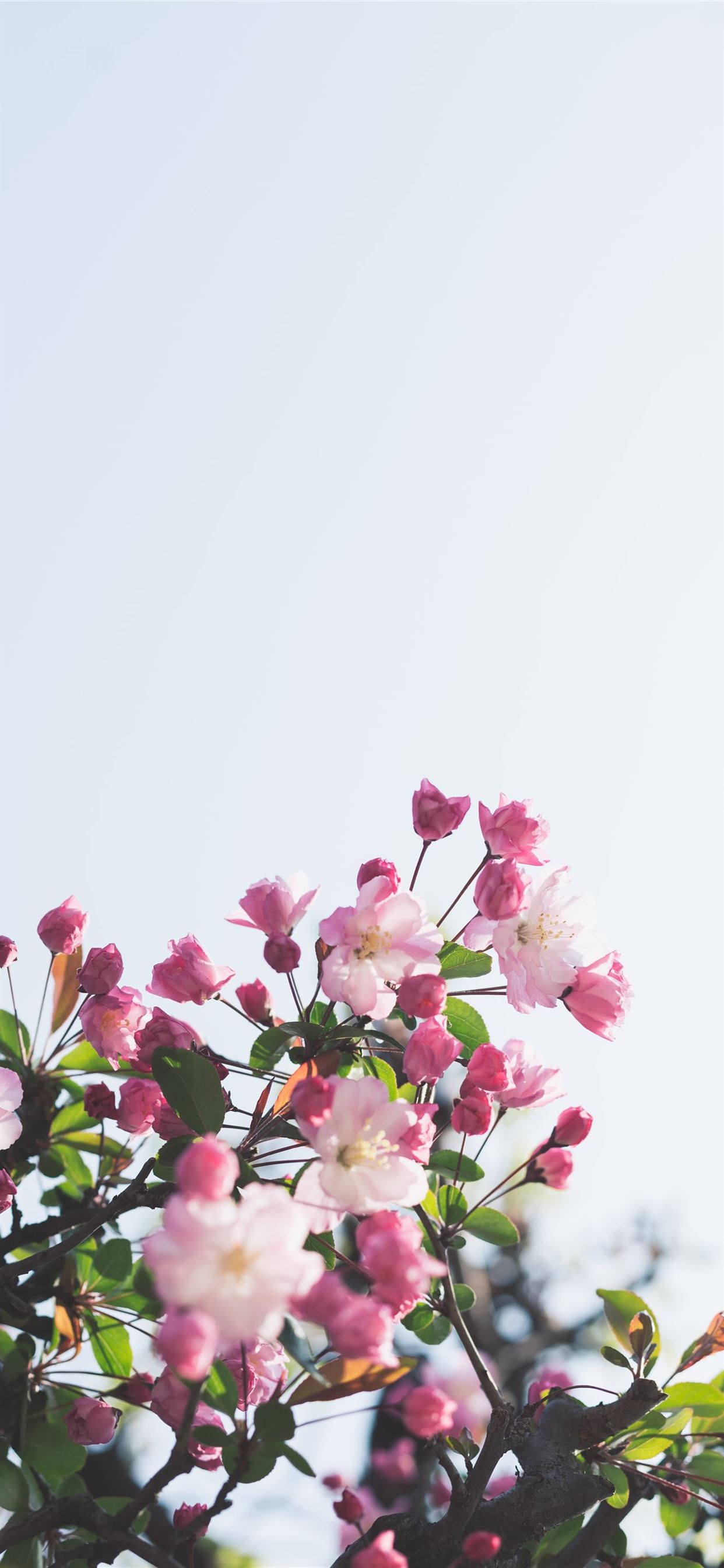 Pink And White Flower Wallpapers