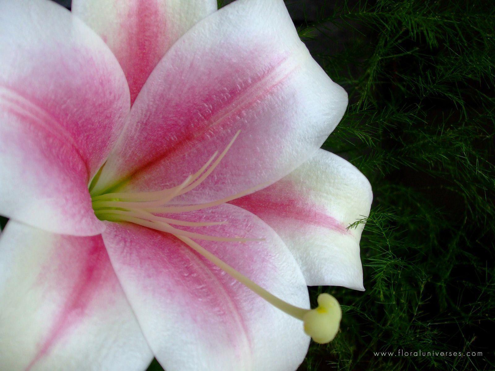 Pink And White Lilies Wallpapers