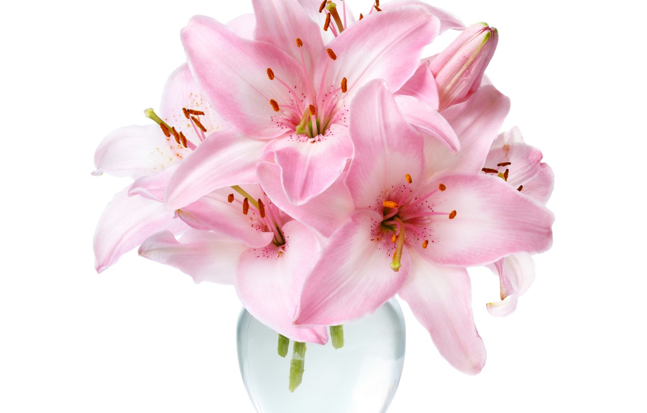 Pink And White Lilies Wallpapers