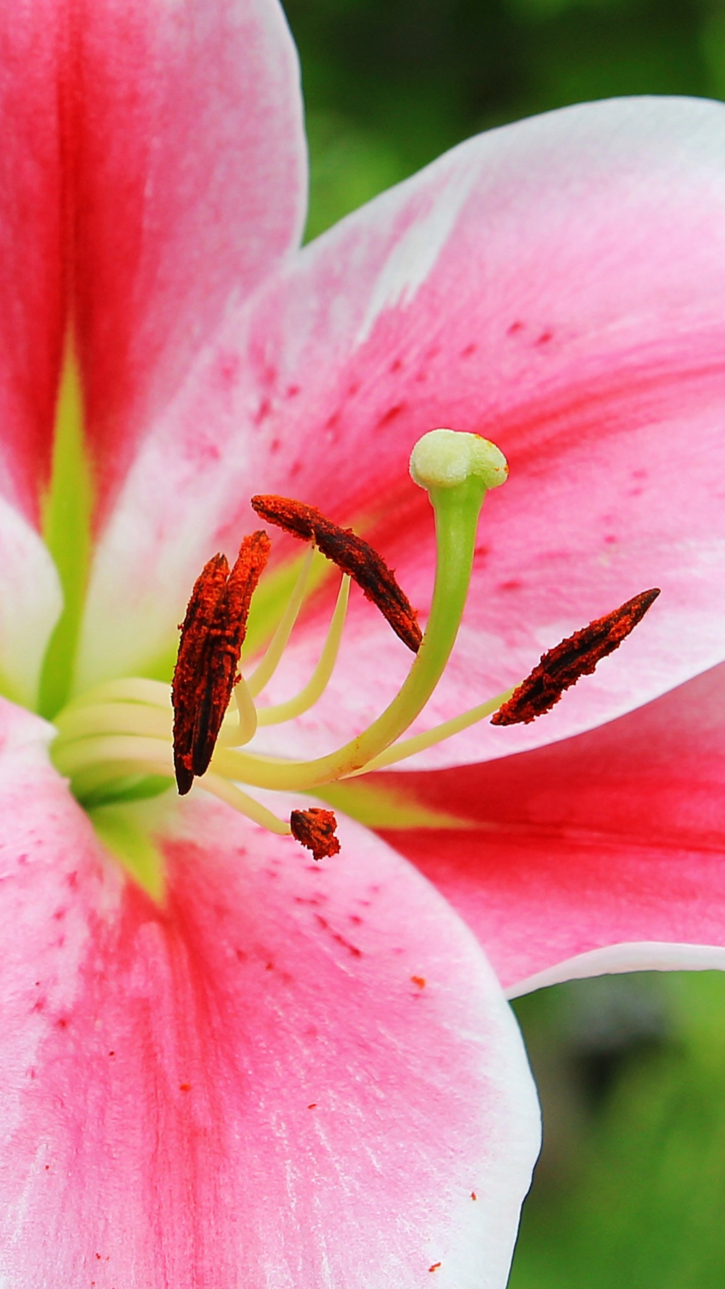 Pink And White Lilies Wallpapers