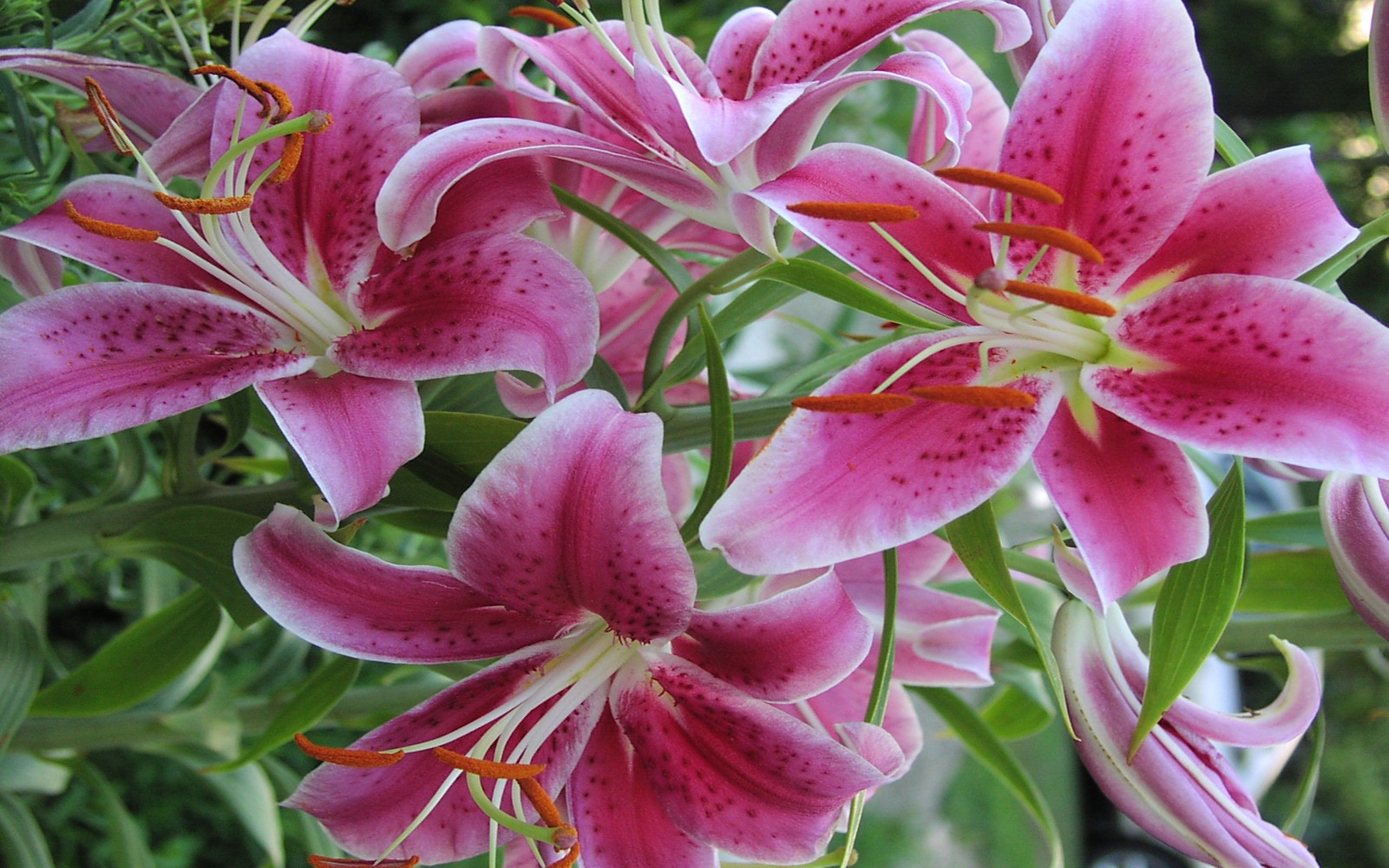 Pink And White Lilies Wallpapers