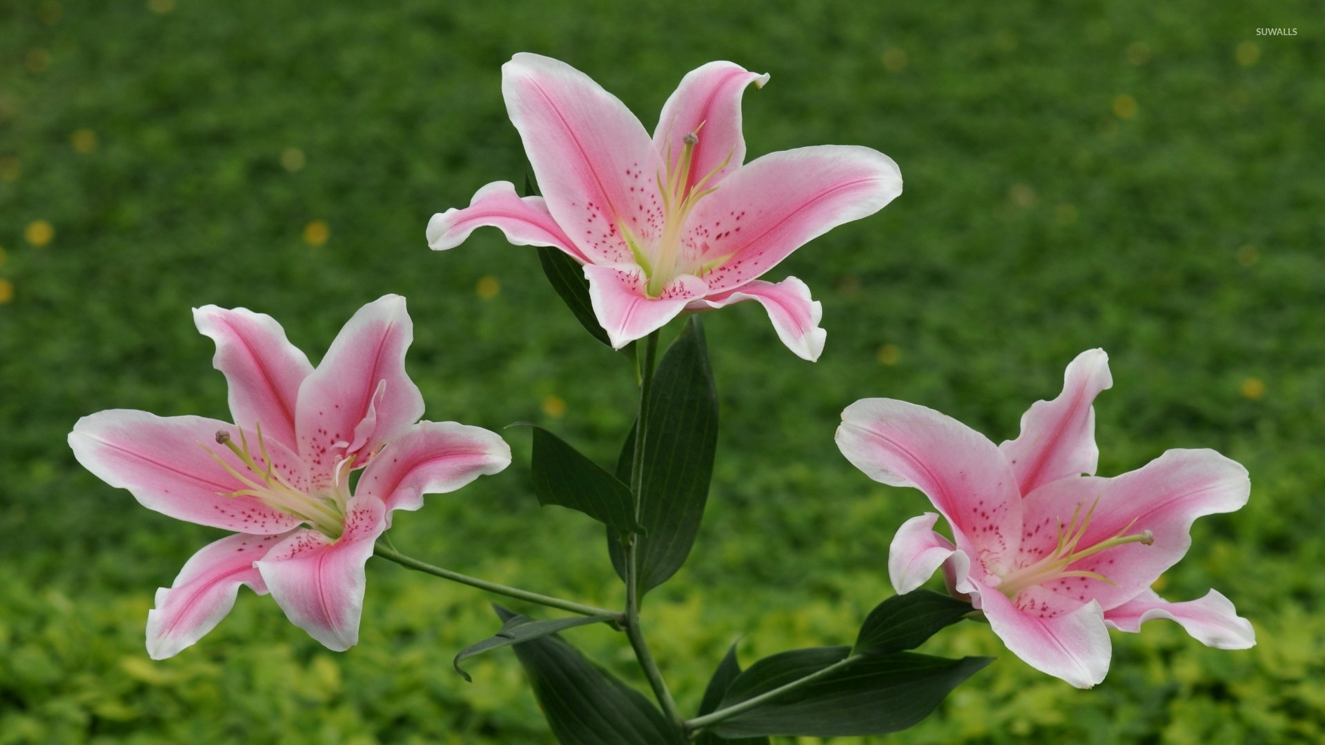 Pink And White Lilies Wallpapers