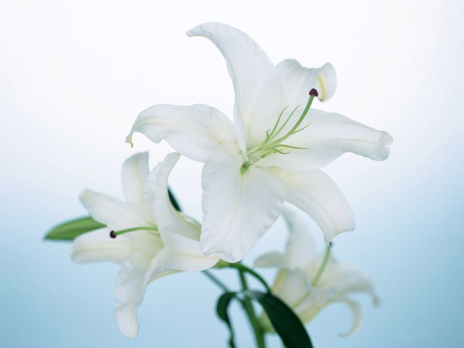 Pink And White Lilies Wallpapers