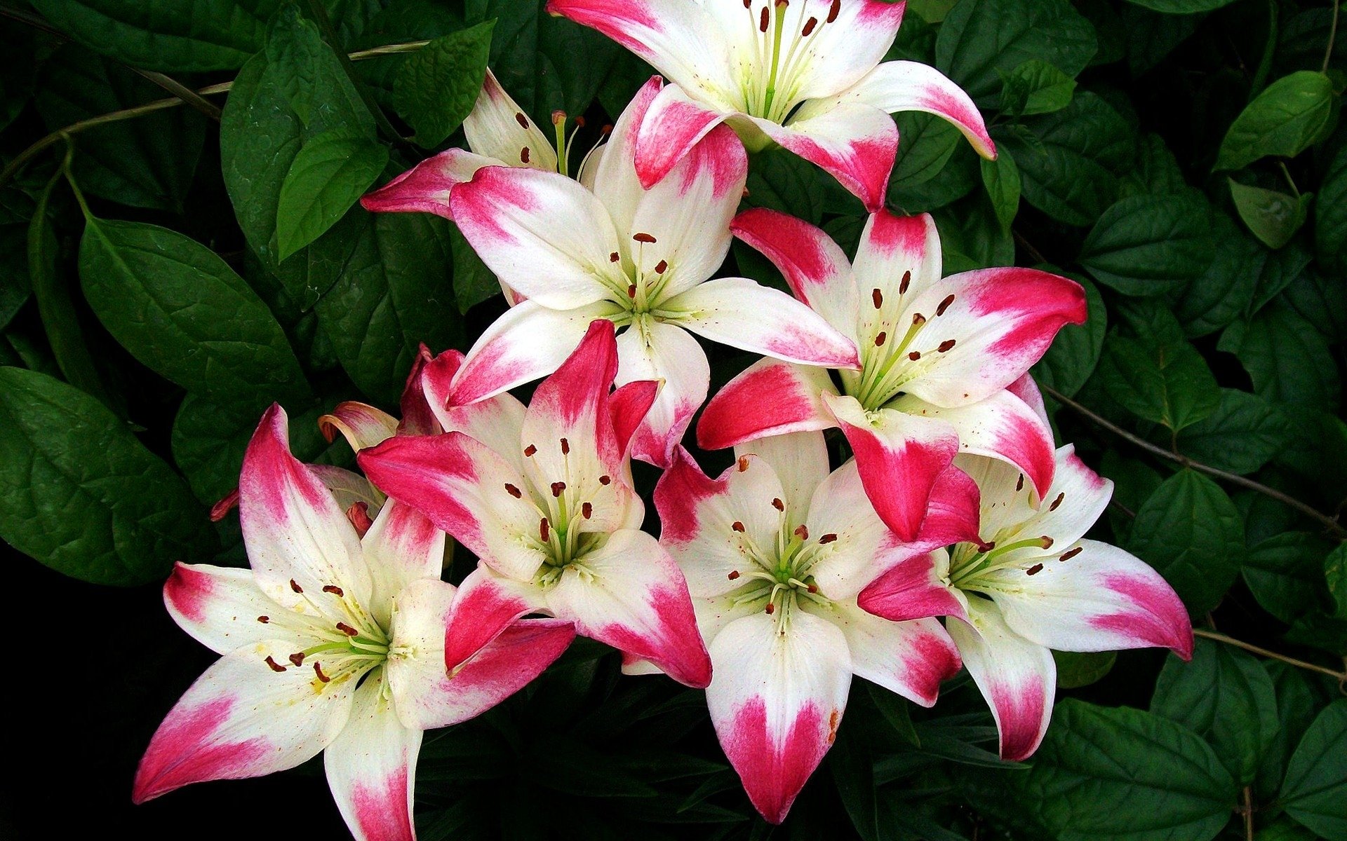 Pink And White Lilies Wallpapers