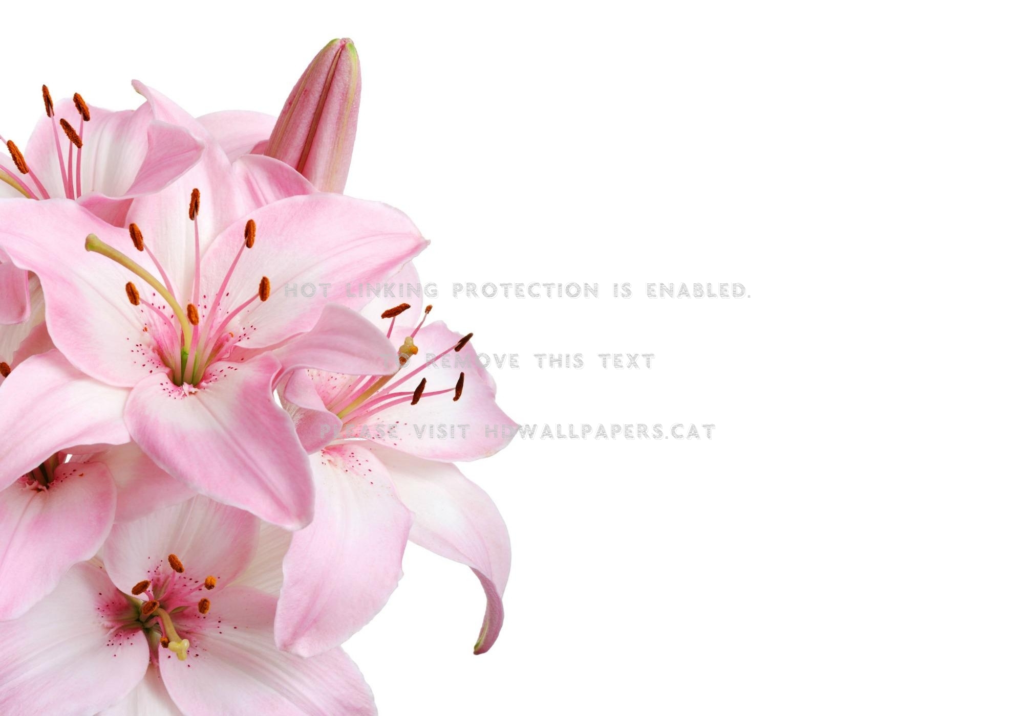 Pink And White Lilies Wallpapers