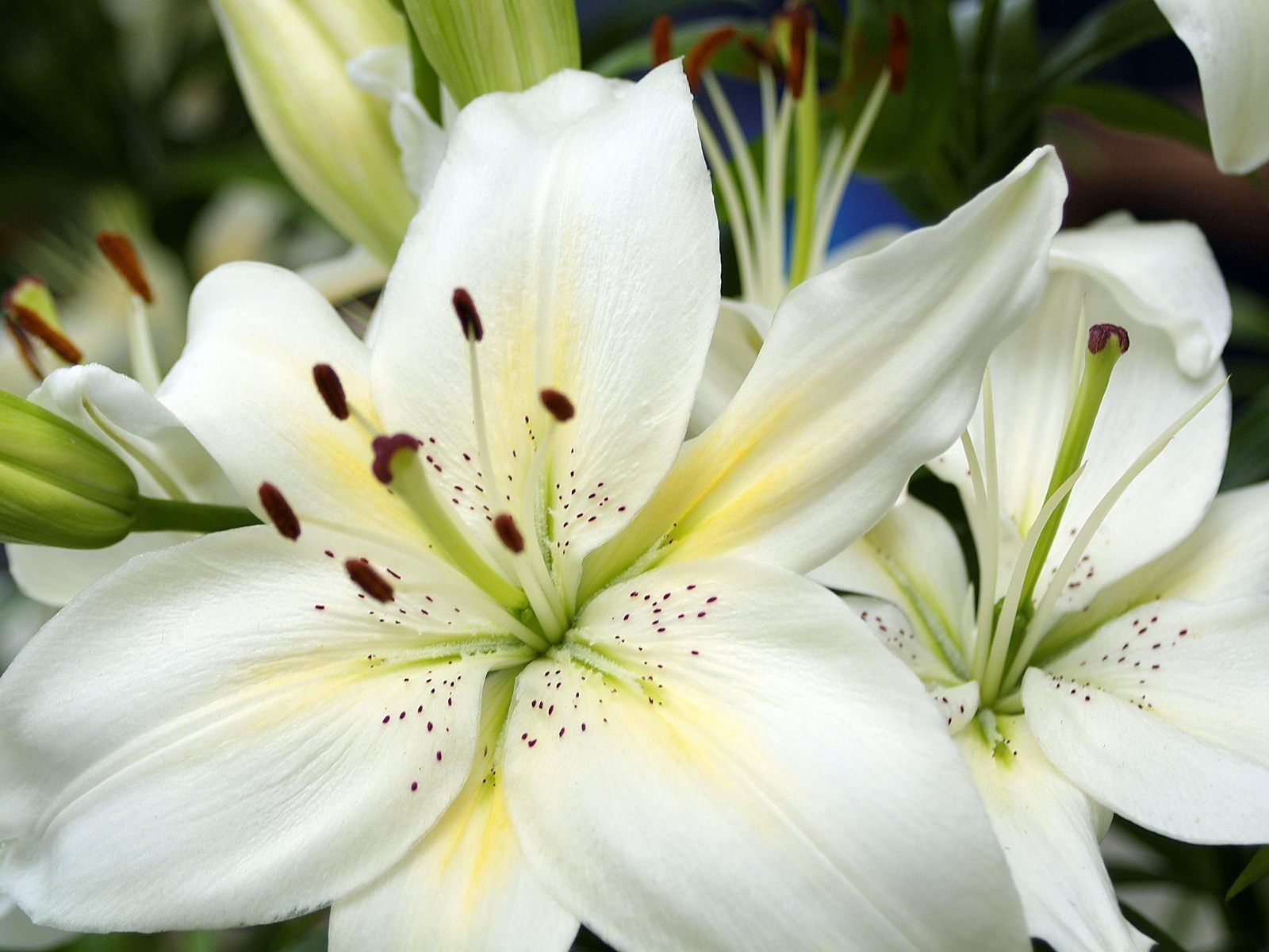 Pink And White Lilies Wallpapers