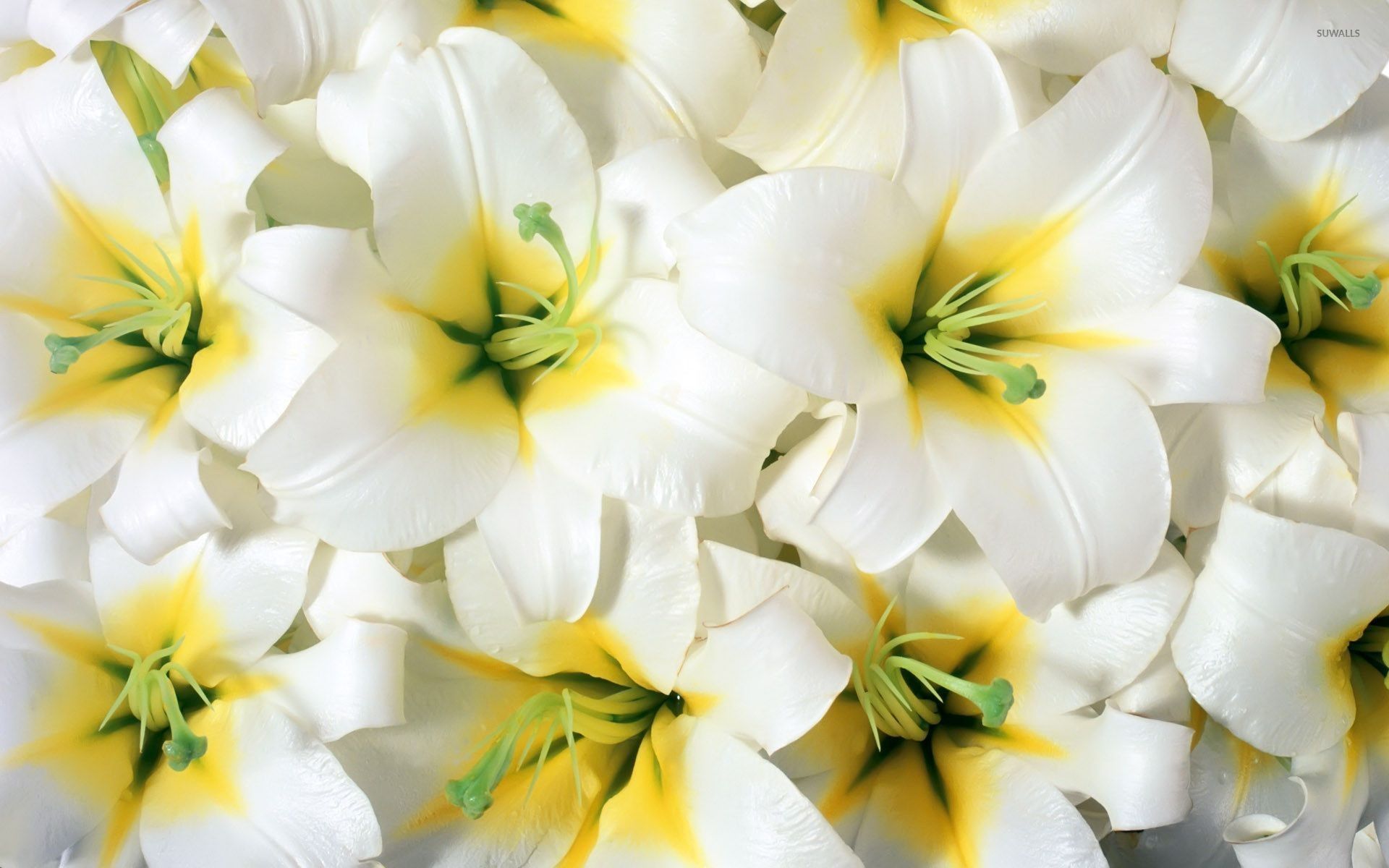 Pink And White Lilies Wallpapers