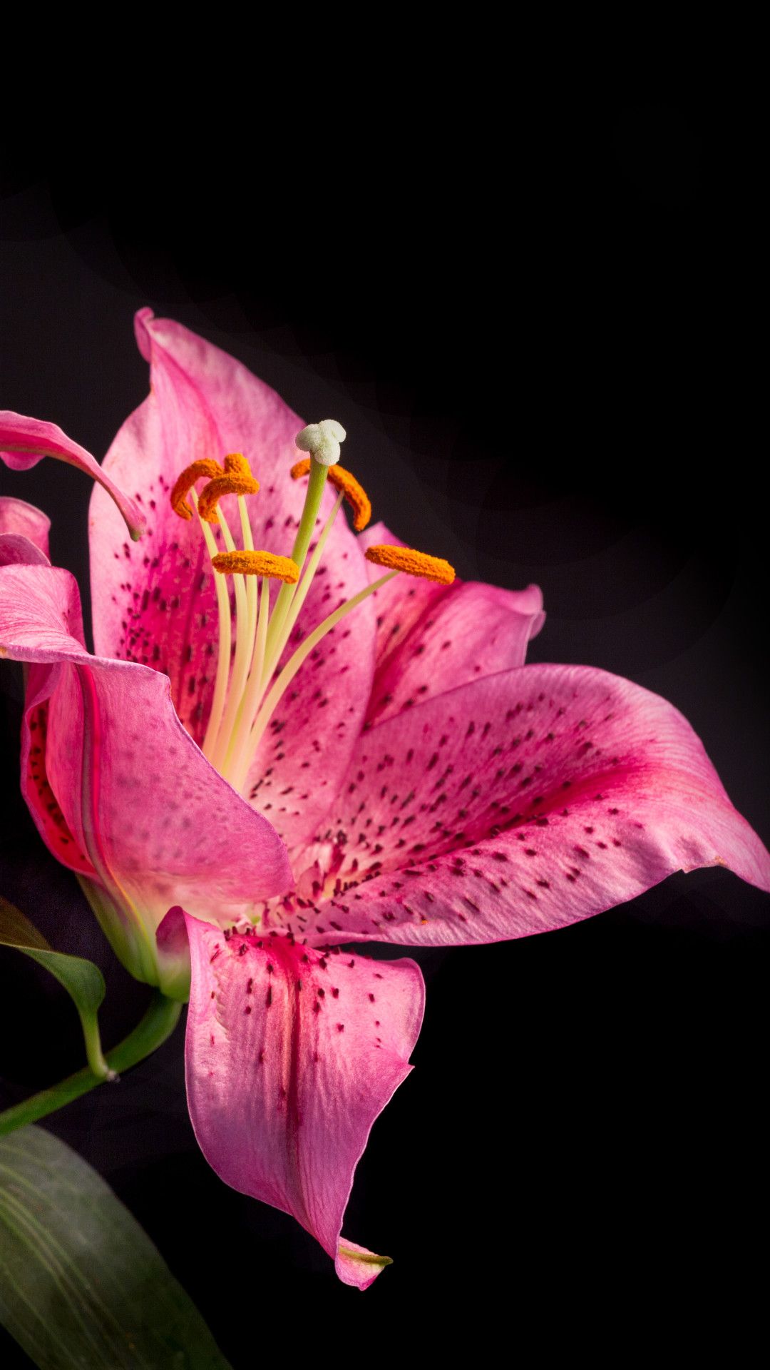 Pink And White Lilies Wallpapers