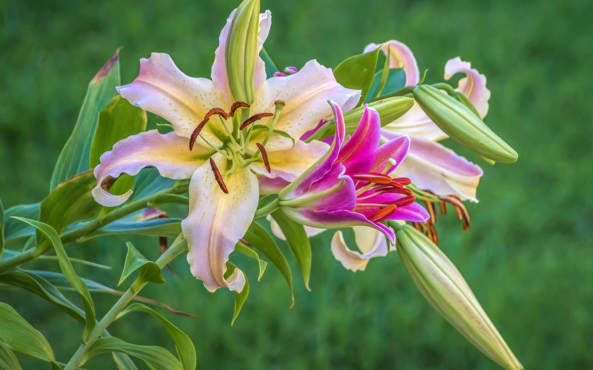 Pink And White Lilies Wallpapers