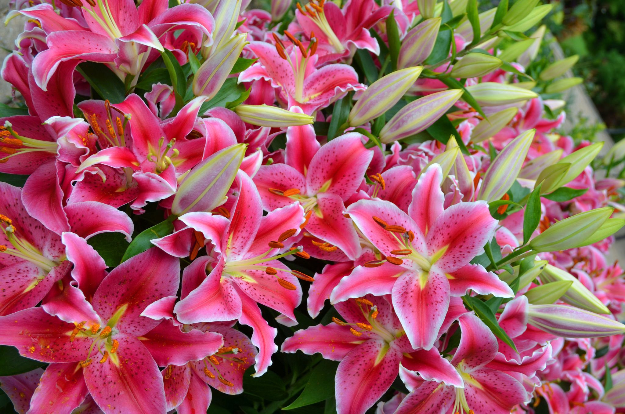 Pink And White Lilies Wallpapers