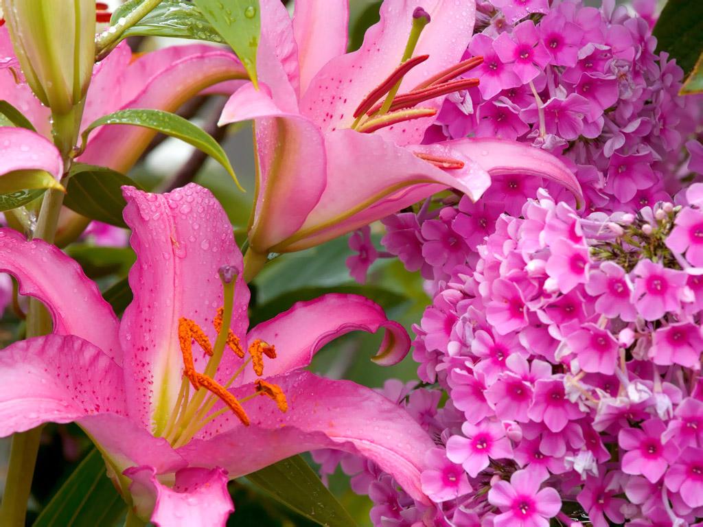 Pink And White Lilies Wallpapers