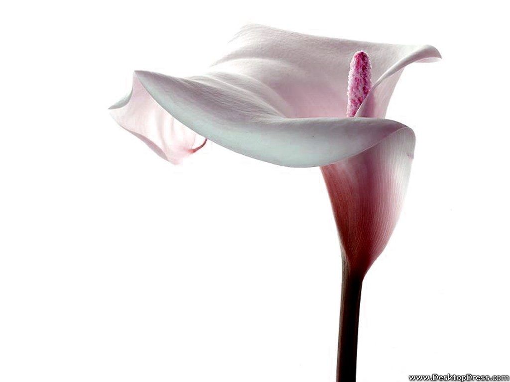 Pink And White Lilies Wallpapers