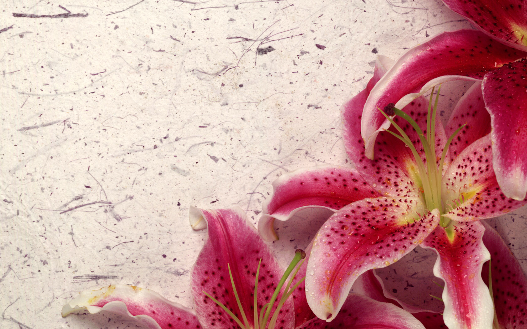 Pink And White Lilies Wallpapers