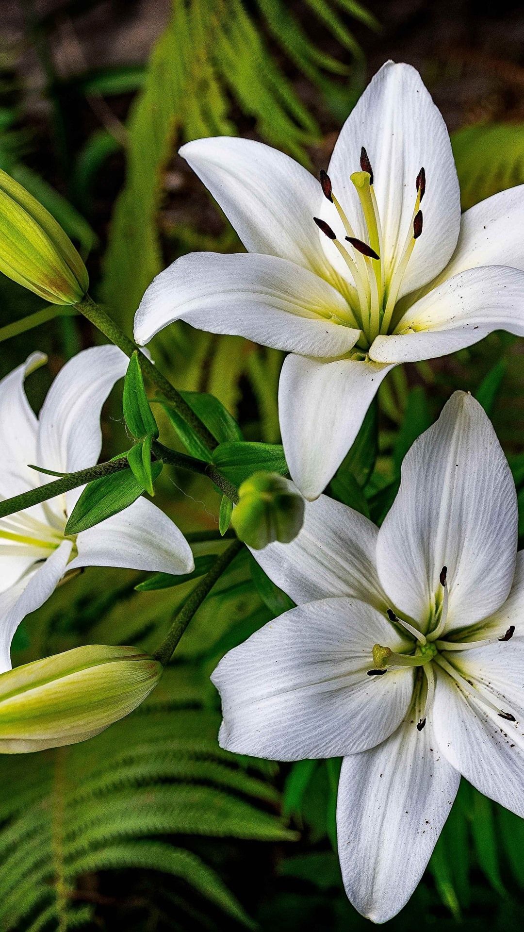 Pink And White Lilies Wallpapers