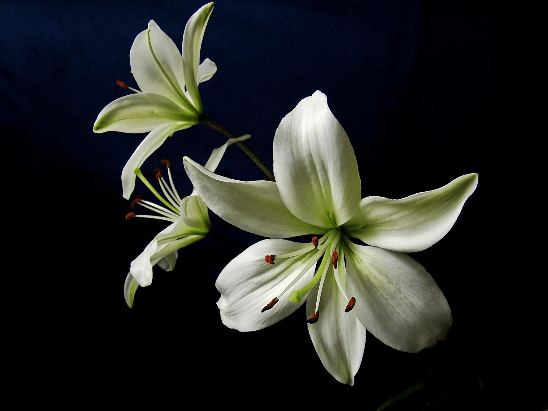 Pink And White Lilies Wallpapers