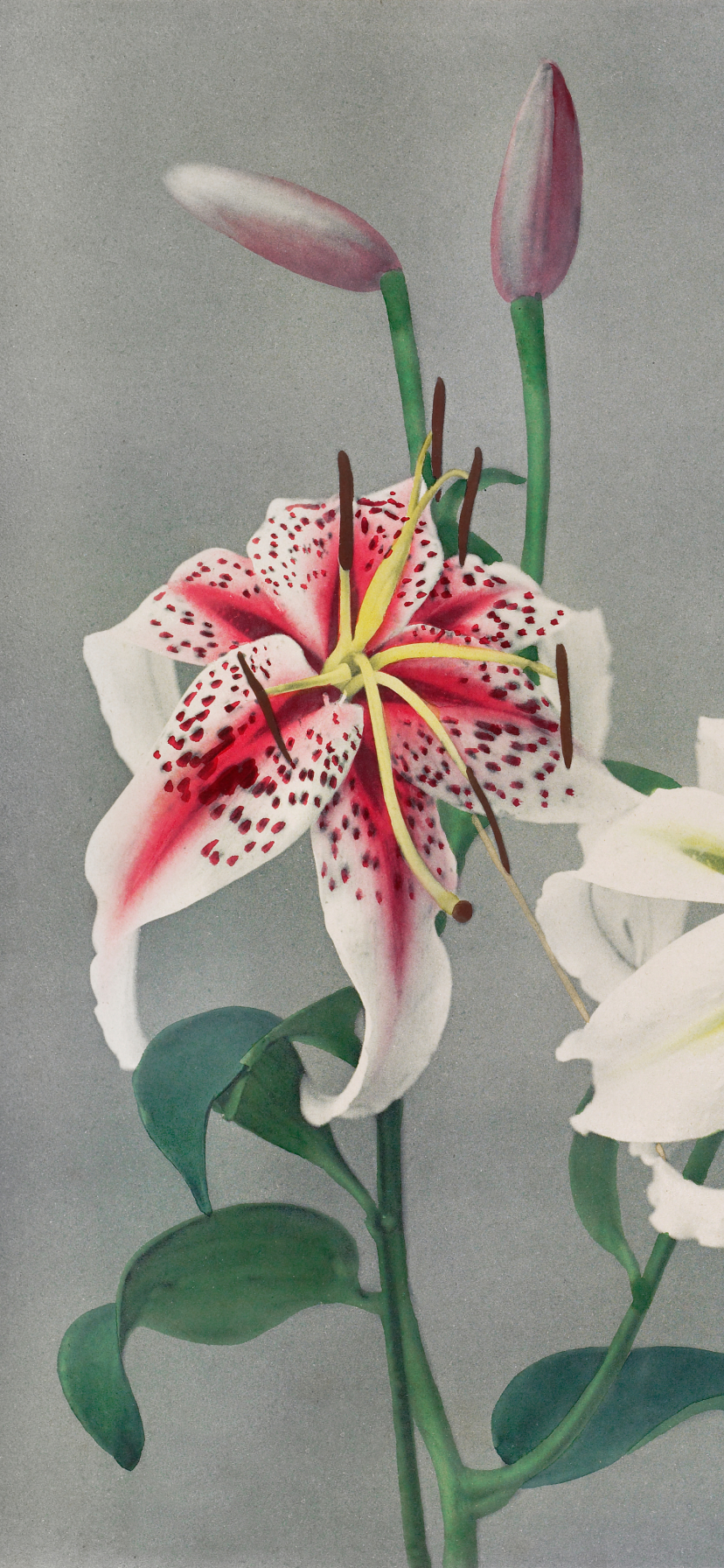 Pink And White Lilies Wallpapers