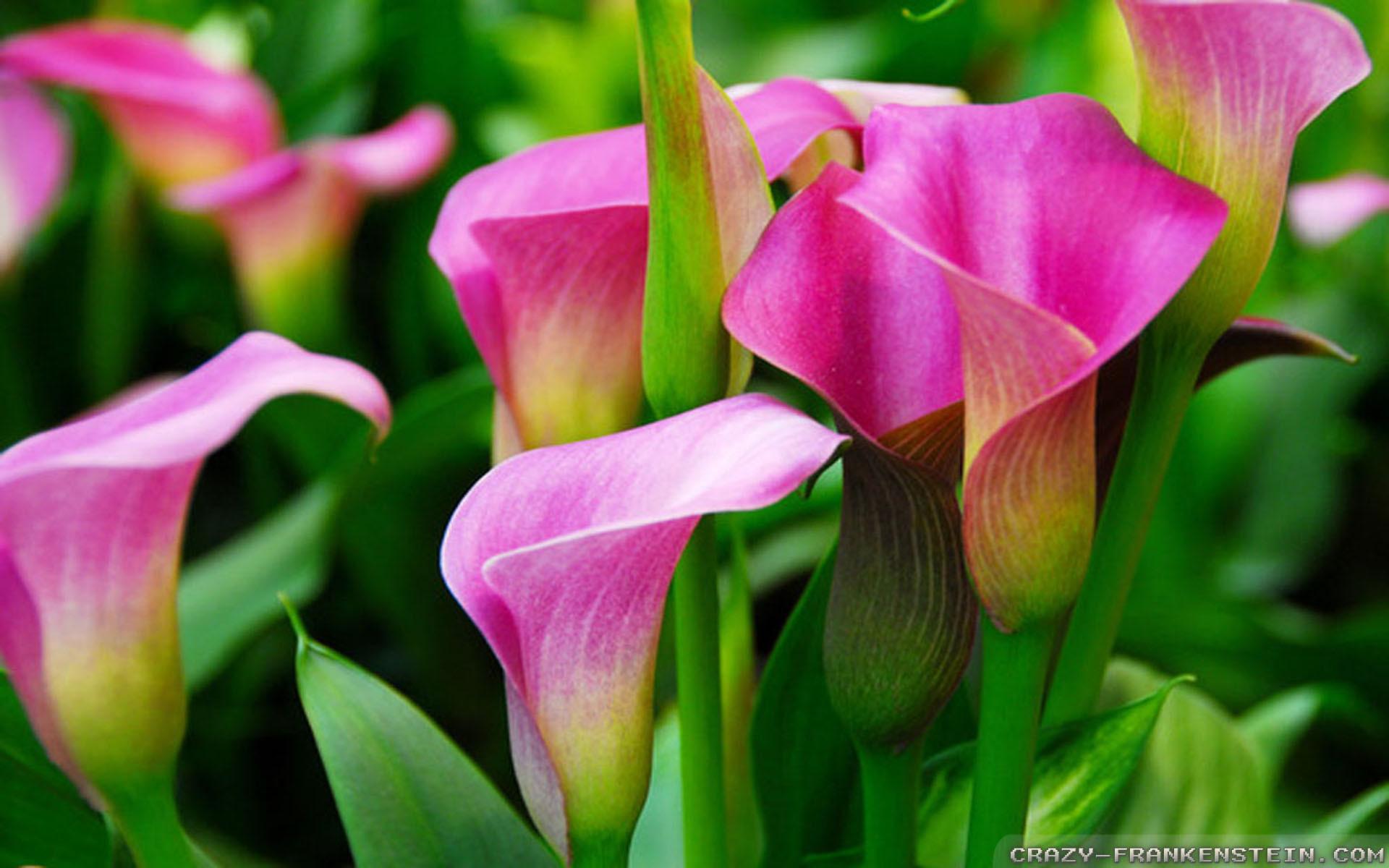 Pink And White Lilies Wallpapers