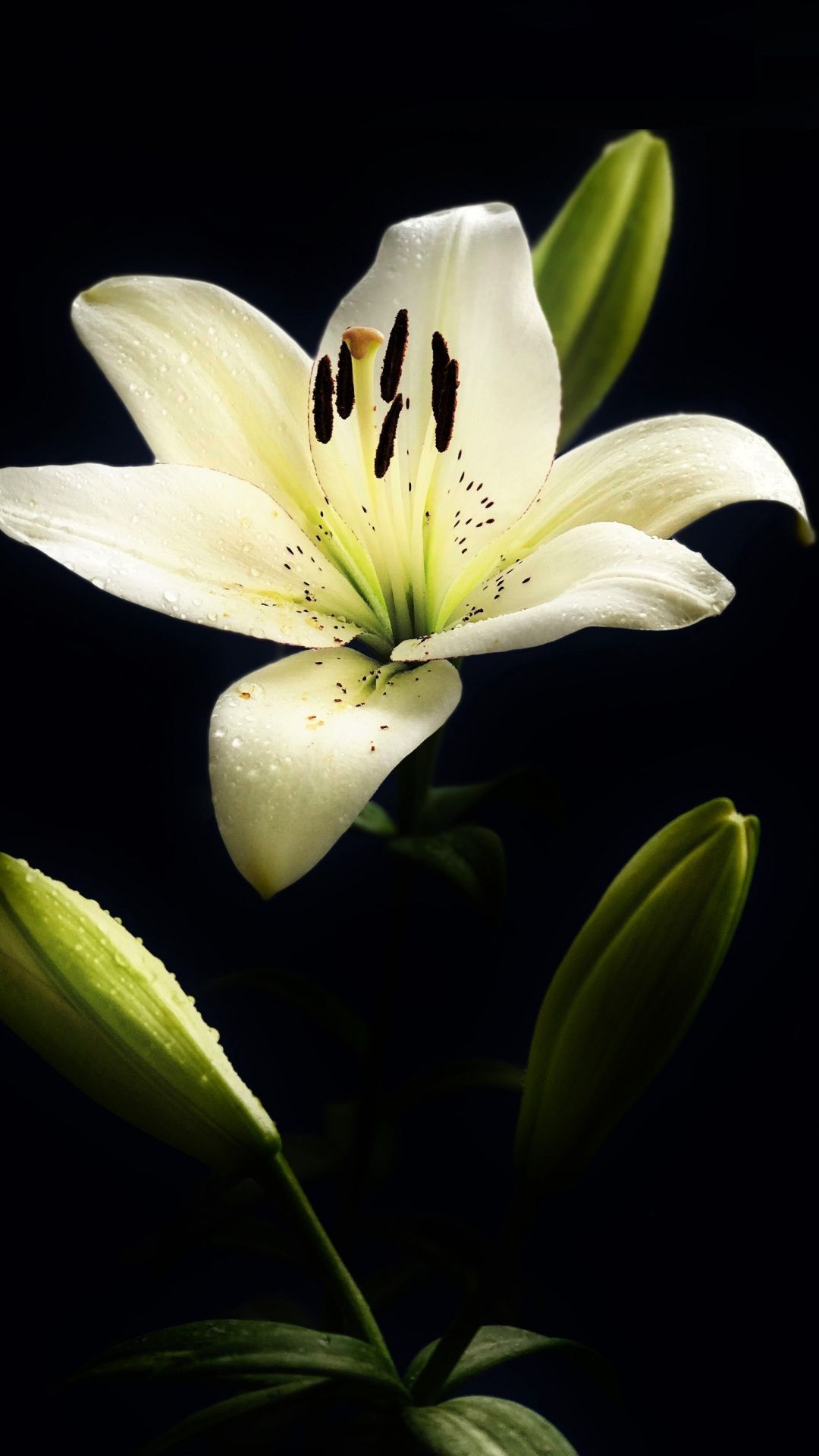 Pink And White Lilies Wallpapers