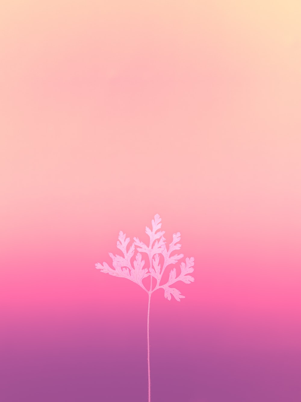 Pink Art Wallpapers