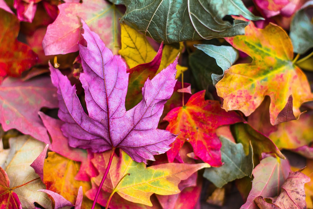 Pink Autumn Wallpapers