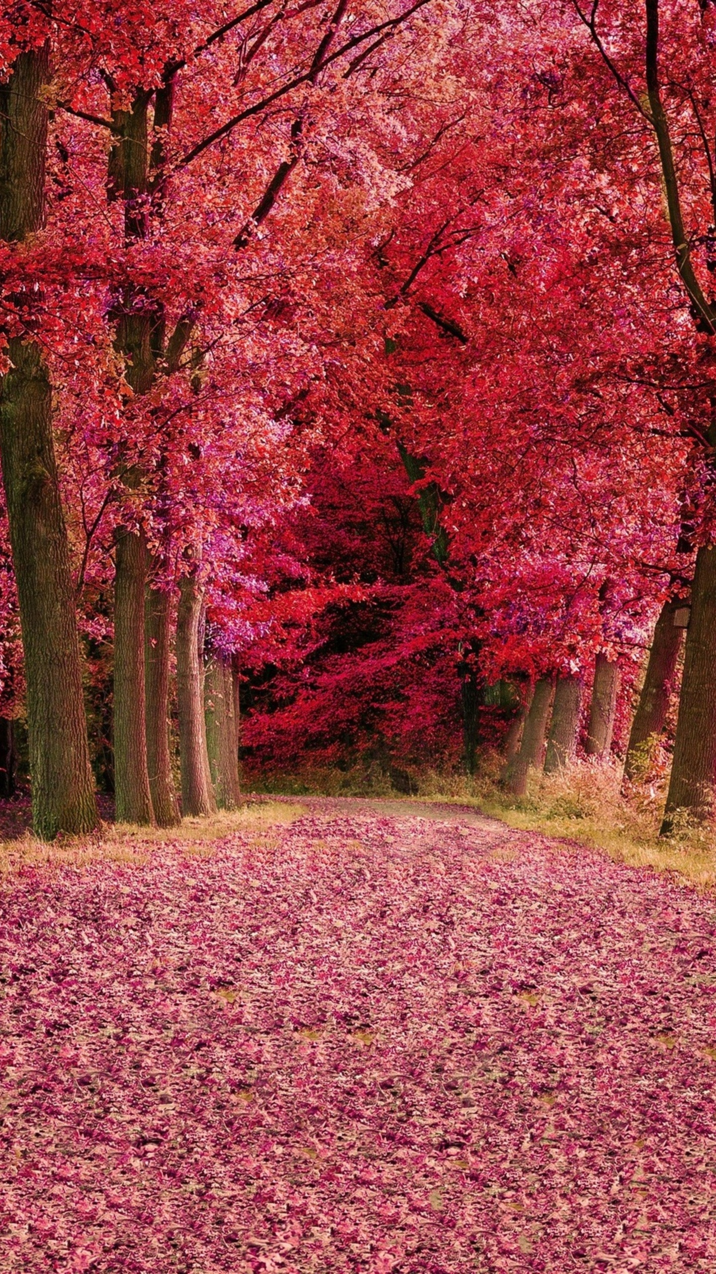 Pink Autumn Wallpapers