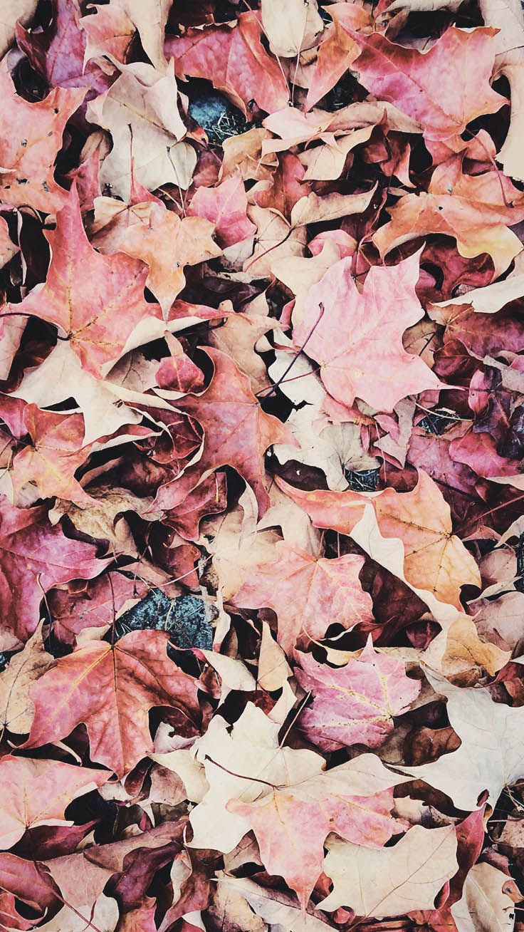 Pink Autumn Wallpapers