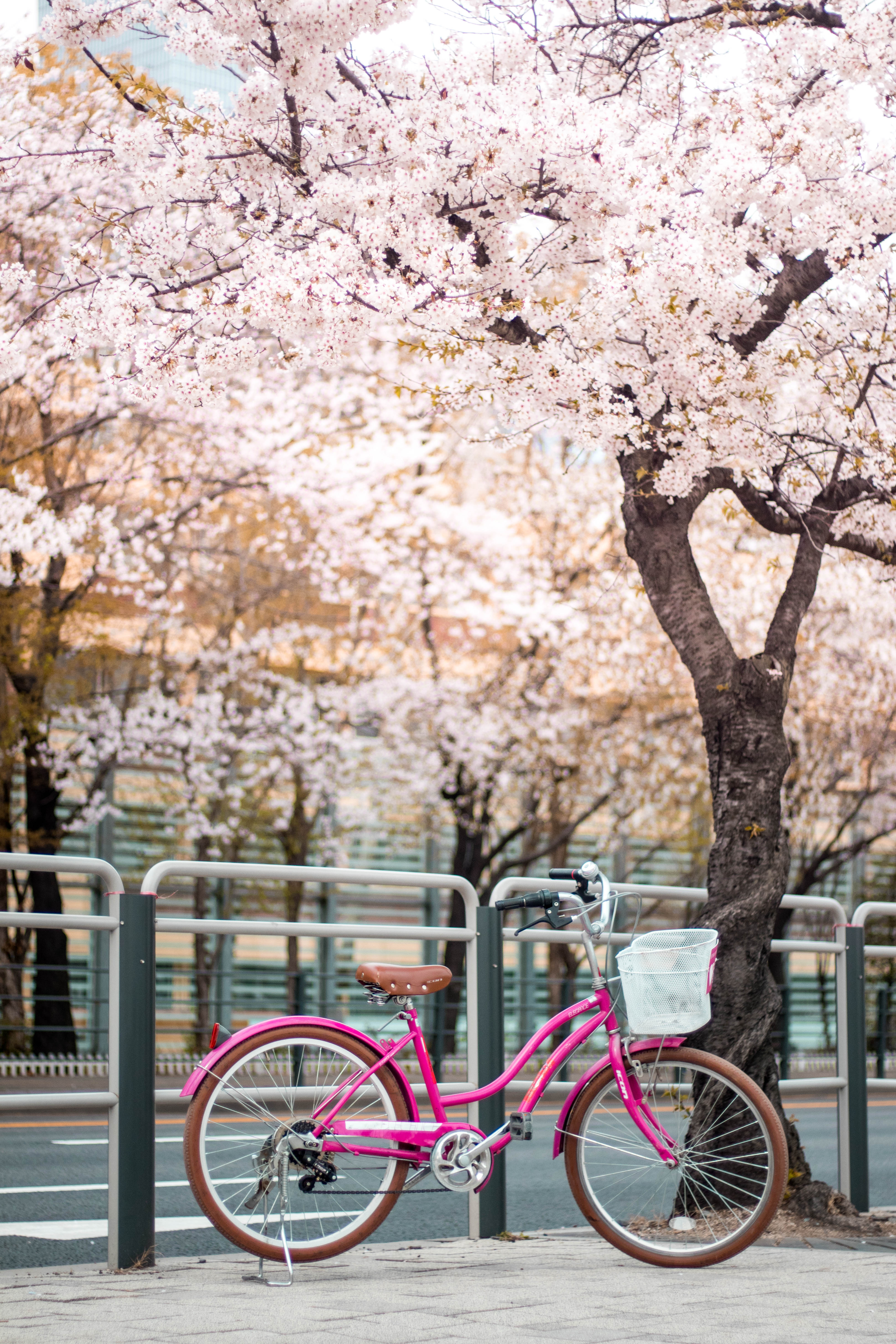 Pink Bike Wallpapers